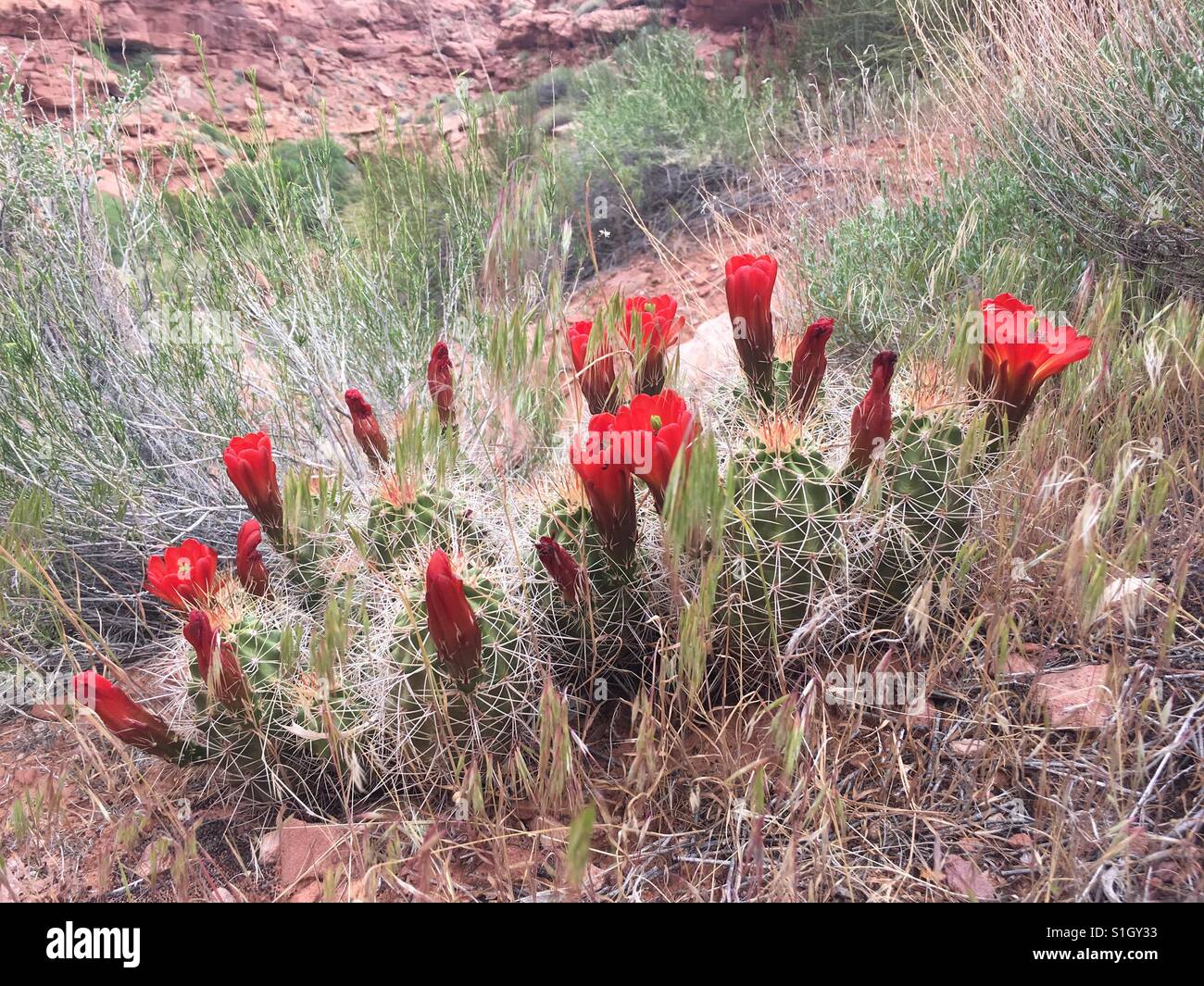 Desert cactus flowers. Stock Photo