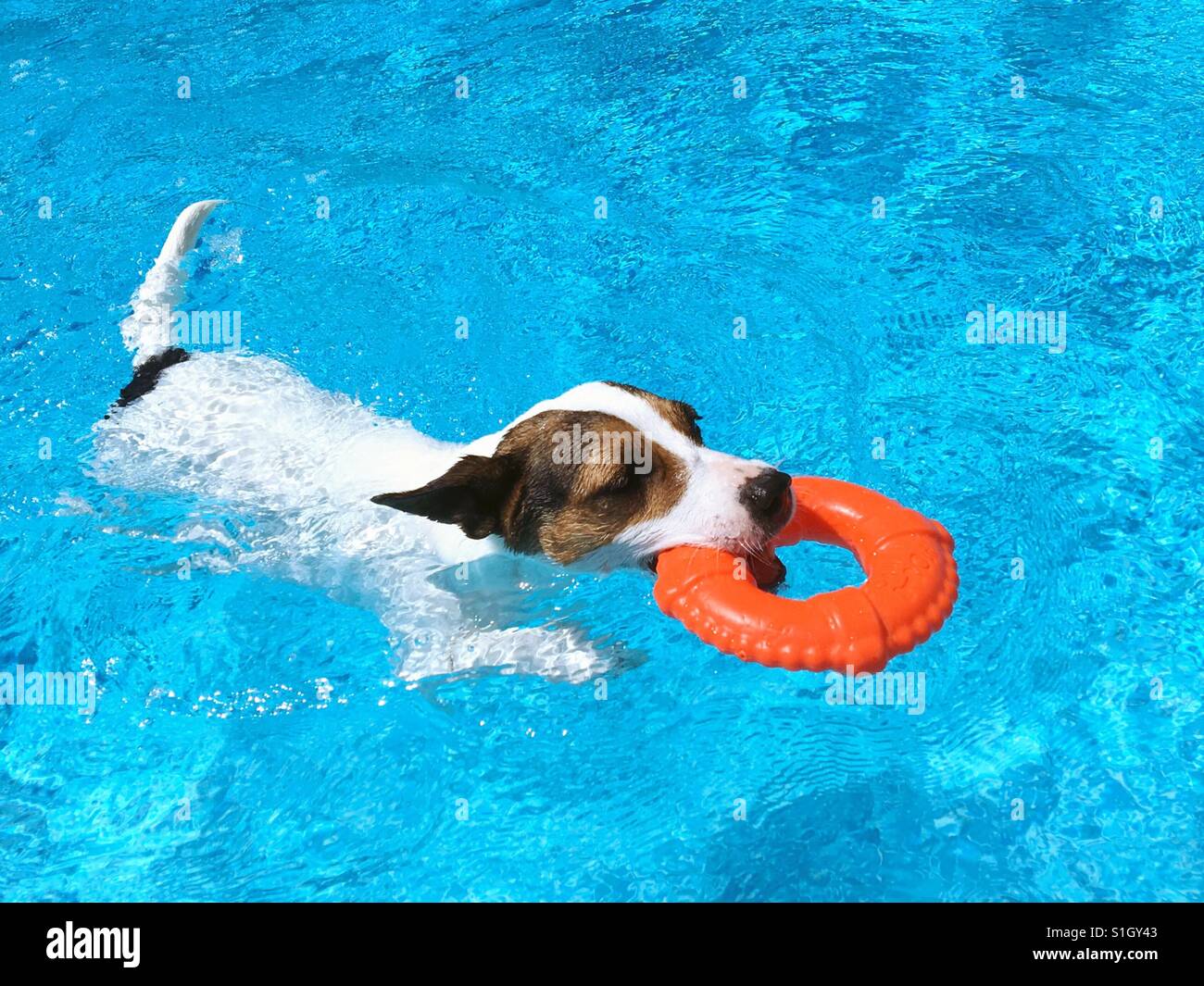 Dog swimming while carrying a toy lifesaver in a swimming pool on a sunny day. Space for copy. Stock Photo