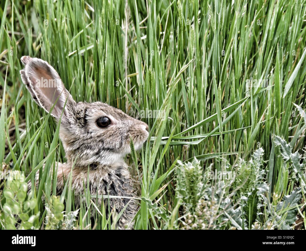Rabbit hiding in the grass hires stock photography and images Alamy