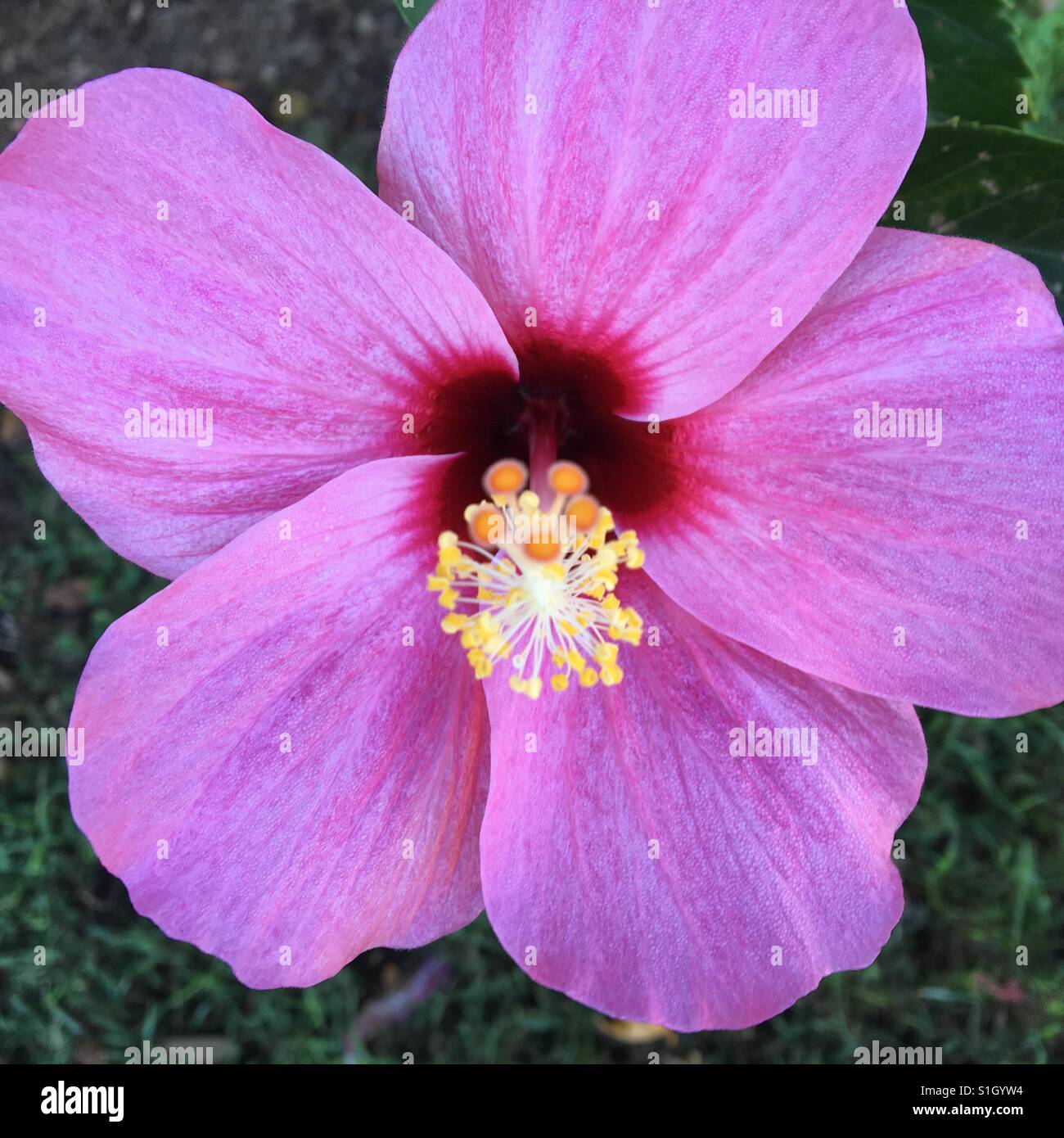 Hibiscus flower in bloom Stock Photo - Alamy
