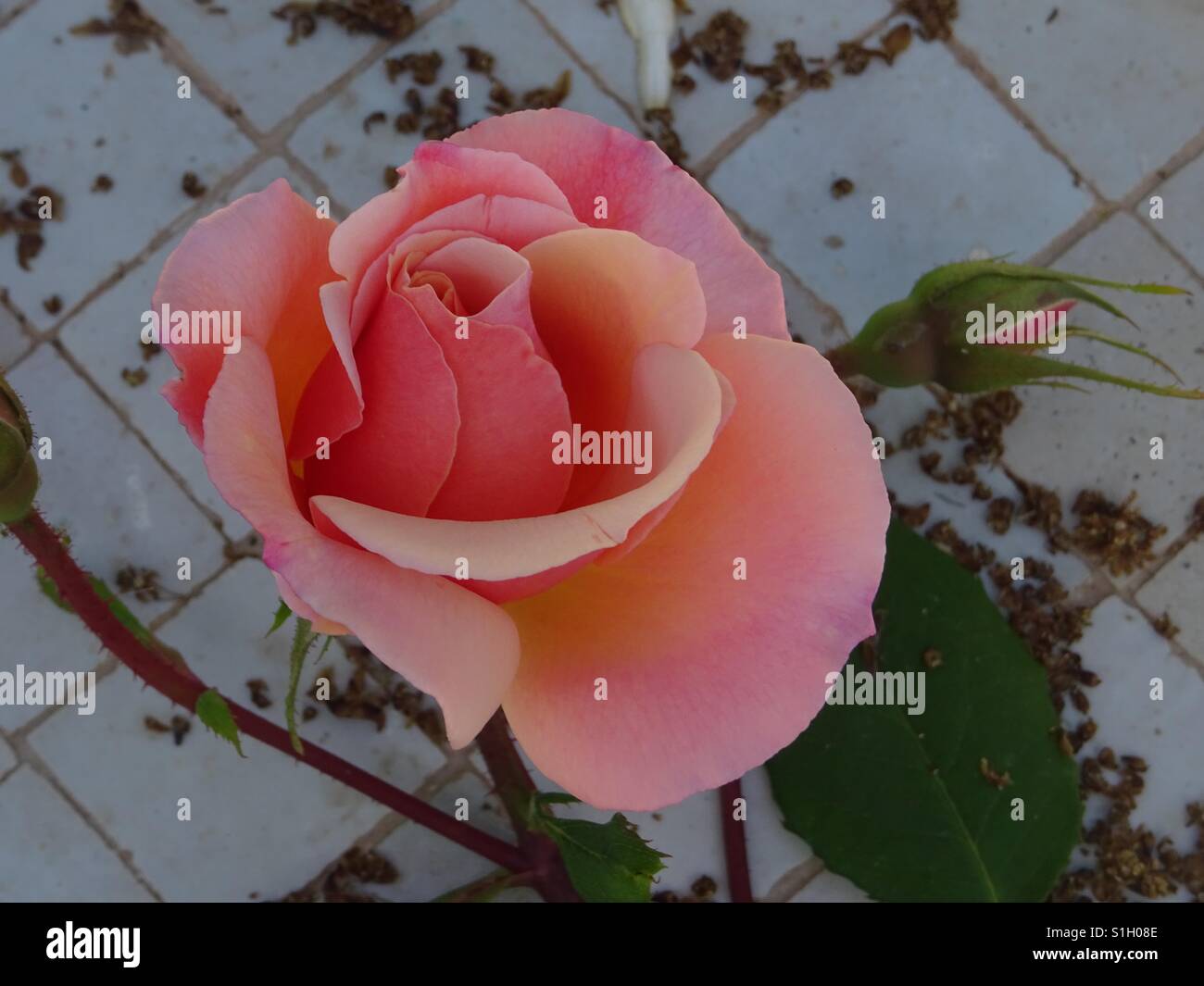 Moroccan Rose Flower Water