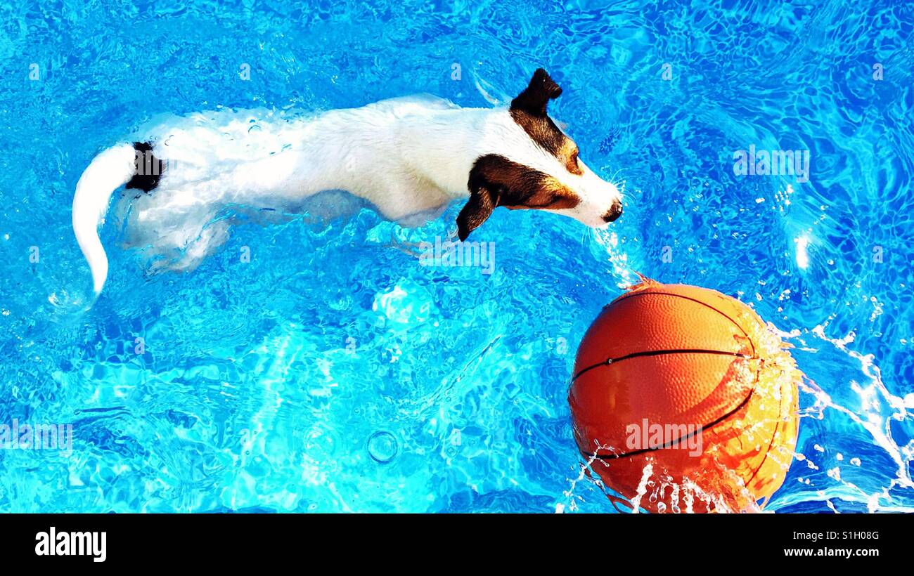 Jack Russell Terrier dog swimming chasing a basketball. Shot from above. - Smartphone Captured Stock Image