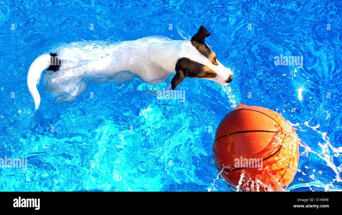 Dog swimming in an outdoor swimming pool chasing an orange basketball. - Smartphone Captured Stock Image