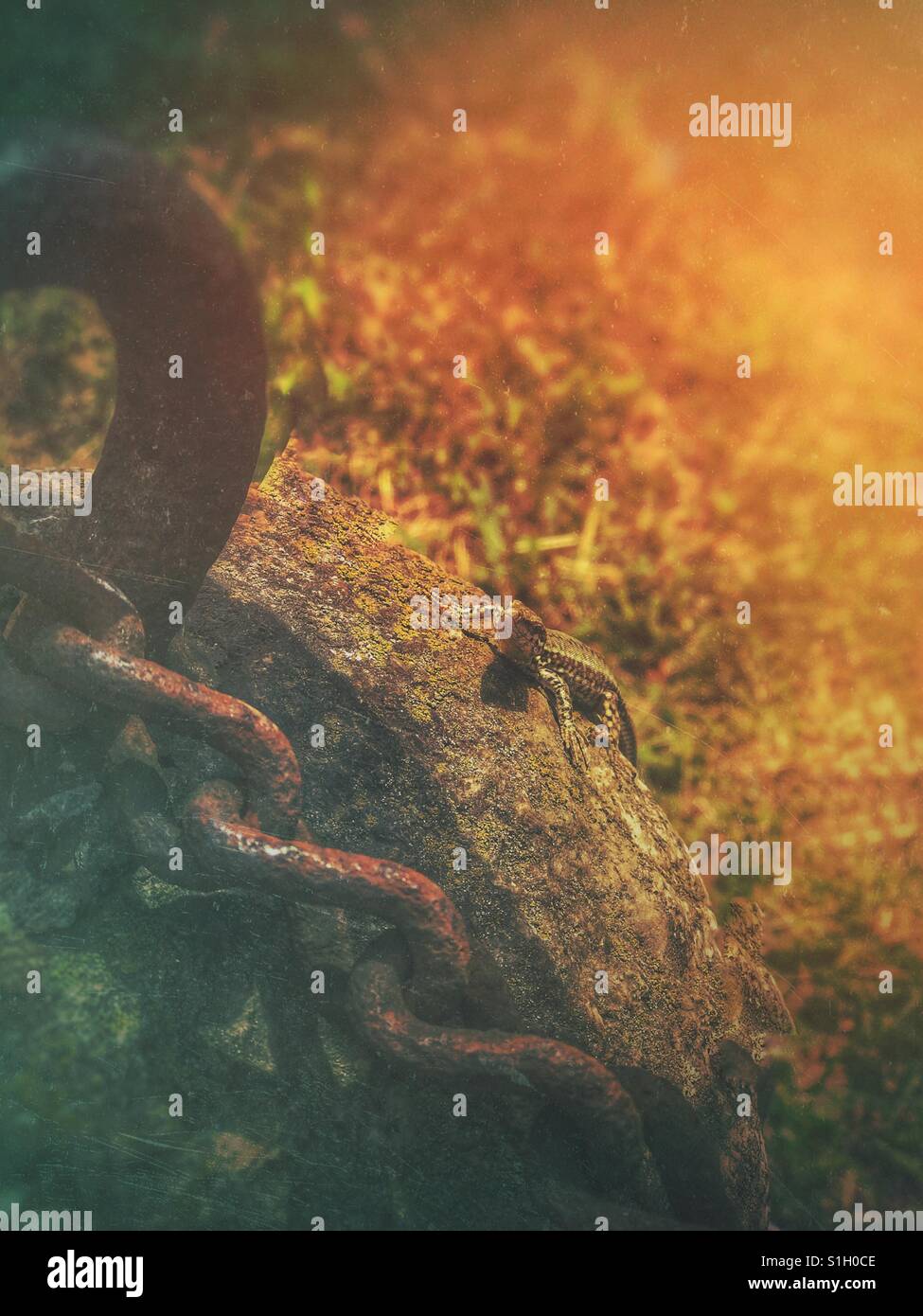 Lizard on the rock at sunset - Smartphone Captured Stock Image