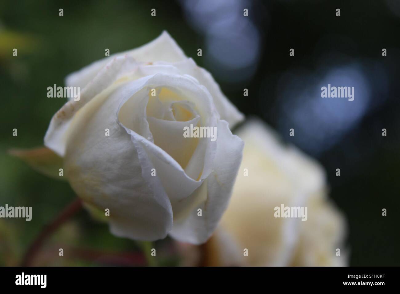 White rose macro hi-res stock photography and images - Alamy
