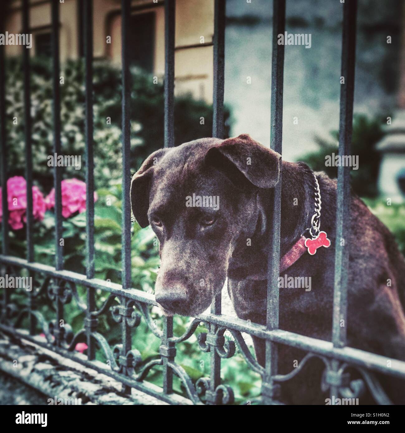 Dog guarding home Stock Photo Alamy