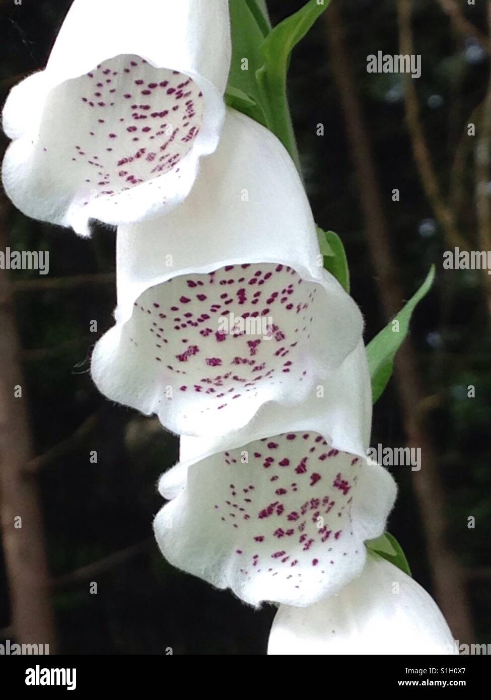 Foxglove, plant, bells, bright, white, spotted, nice. Douglas Fir in background. Stock Photo