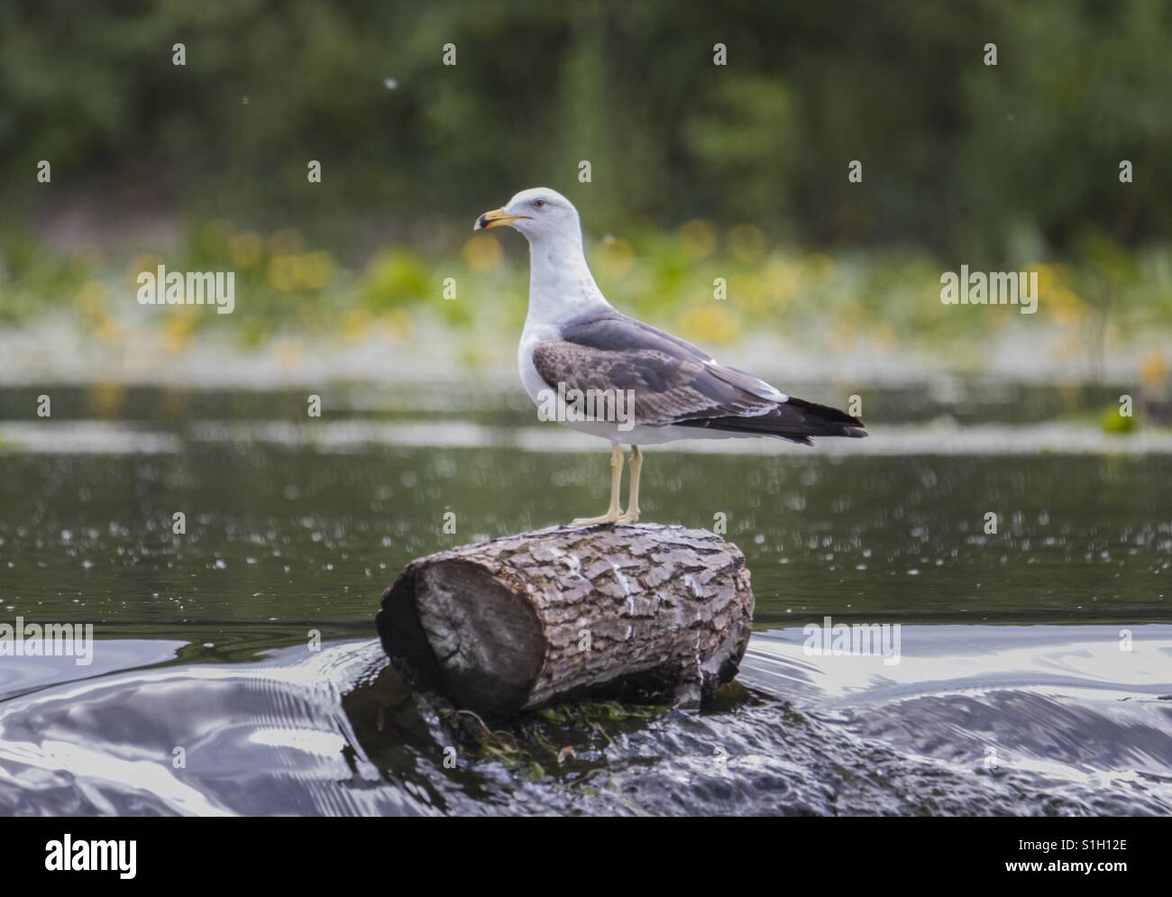Rolling On A River Stock Photo Alamy