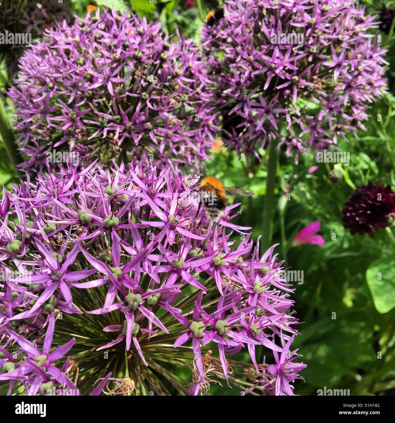 Aliums and bees Stock Photo