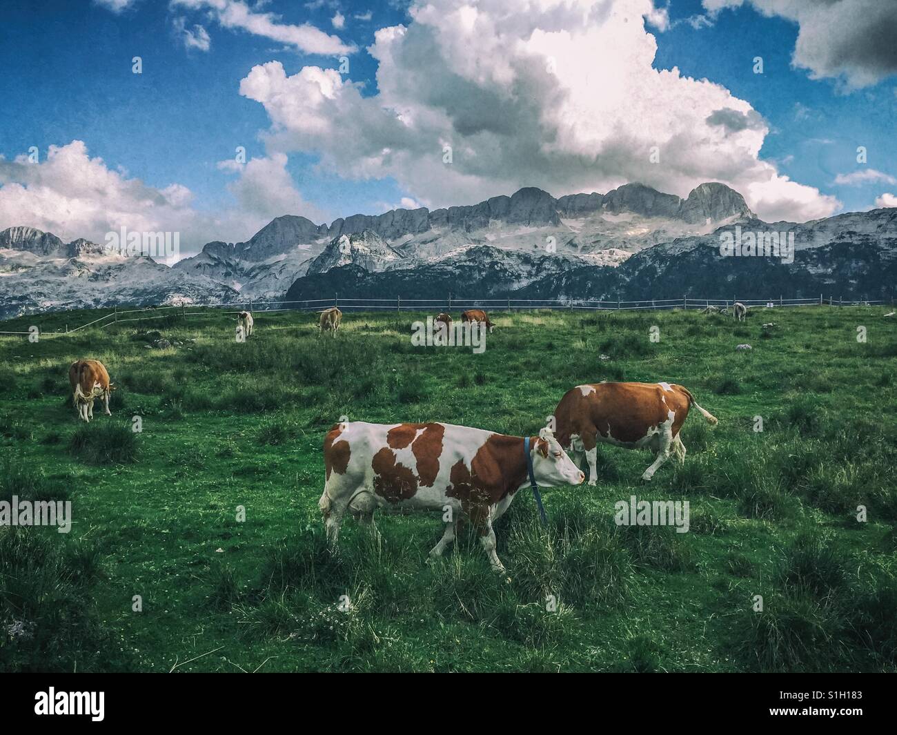 Cows on a meadow with mountains in the background (Montasio plateau, Julian Alps, Italy) Stock Photo