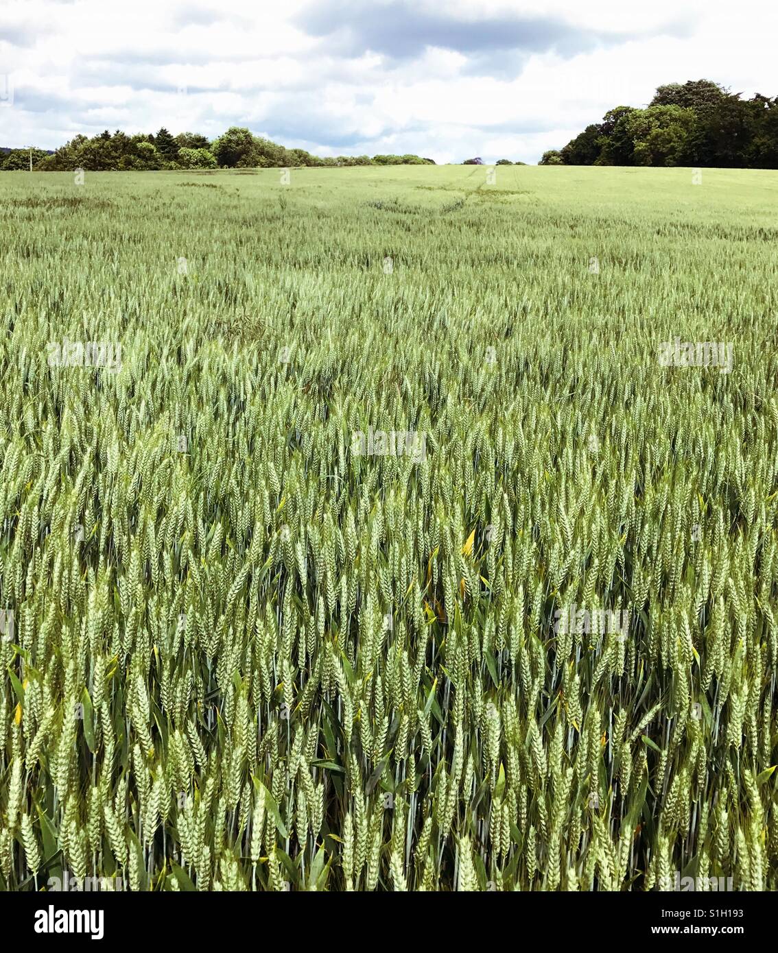 Fields of wheat Stock Photo