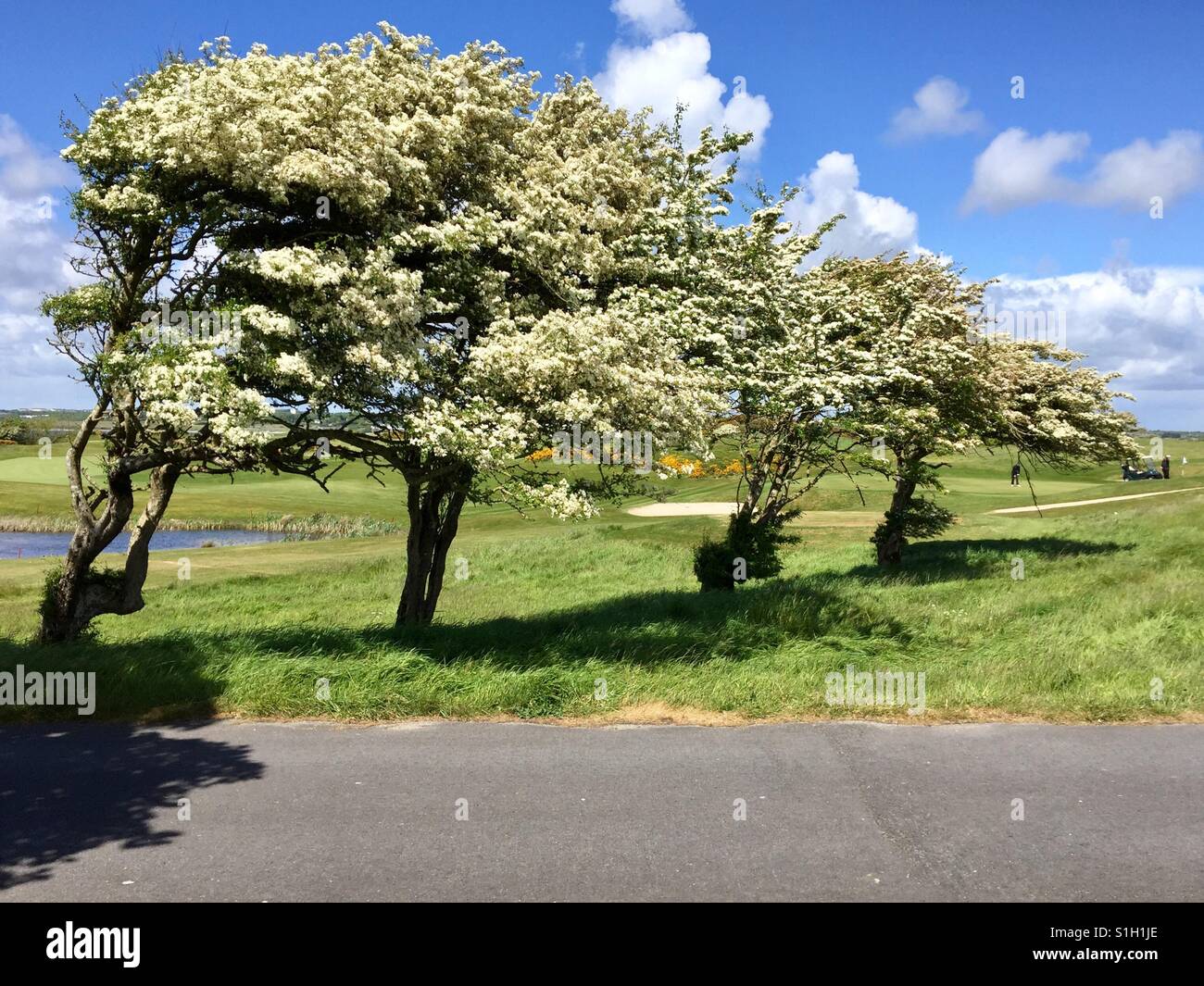 Windblown - Wild Atlantic Way, Ireland - Smartphone Captured Stock Image Windblown - Wild Atlantic Way, Ireland - Smartphone Captured Stock Image