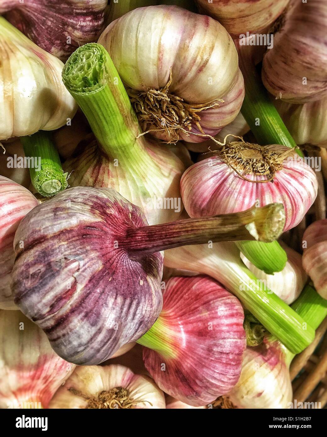 Fresh garlic bulbs - Smartphone Captured Stock Image