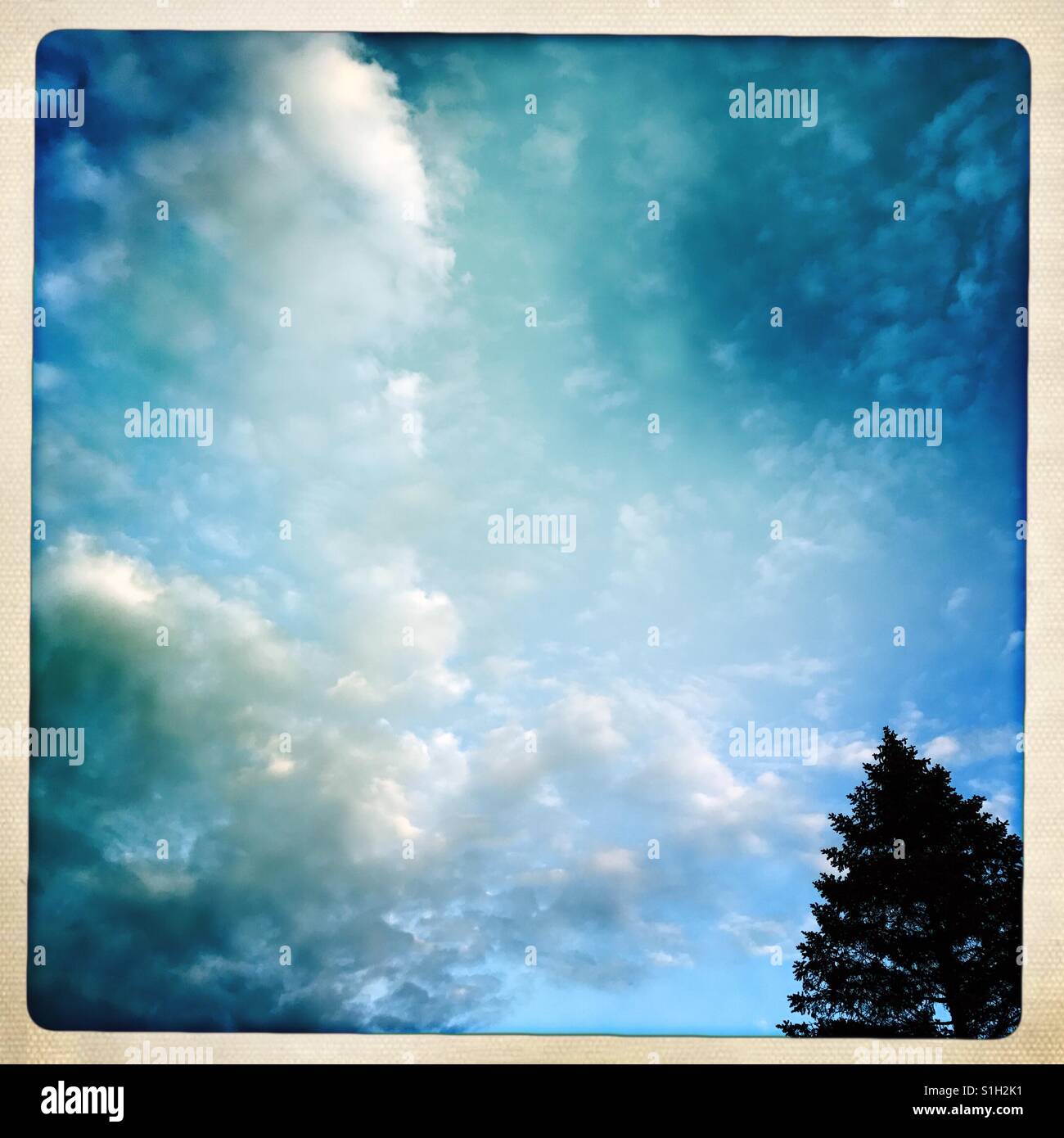 Partly cloudy sky with pine tree - Smartphone Captured Stock Image