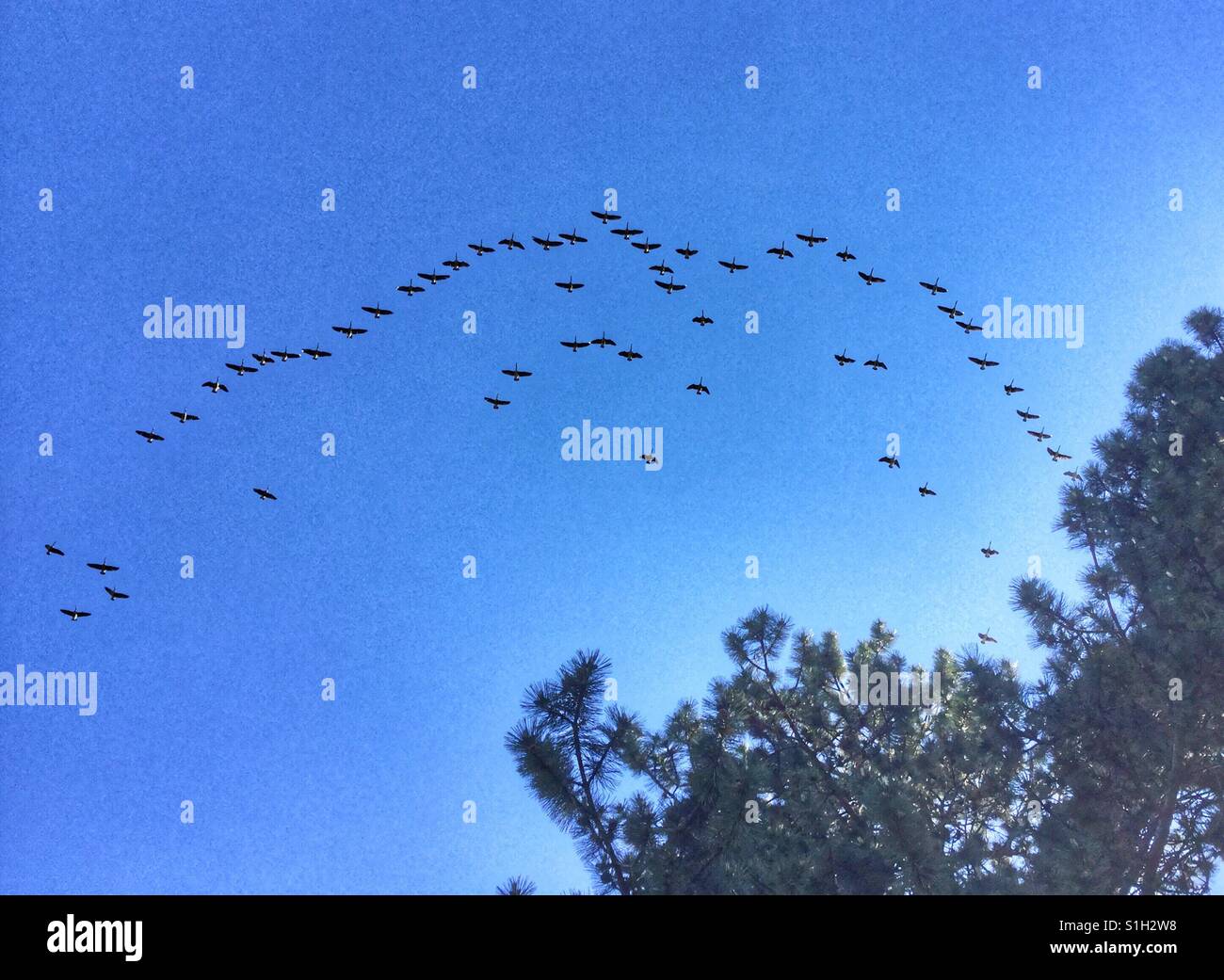 Flock of Canada geese flying by. - Smartphone Captured Stock Image
