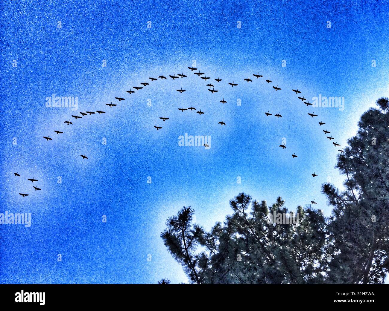 Bird formation in the sky. Stock Photo