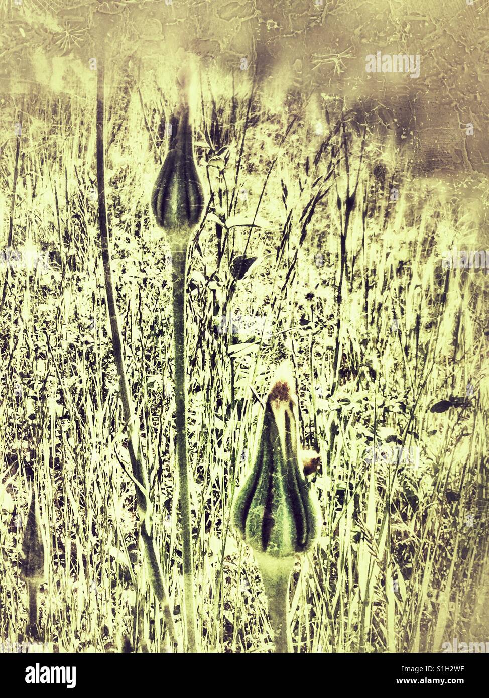 Field of weeds. - Smartphone Captured Stock Image