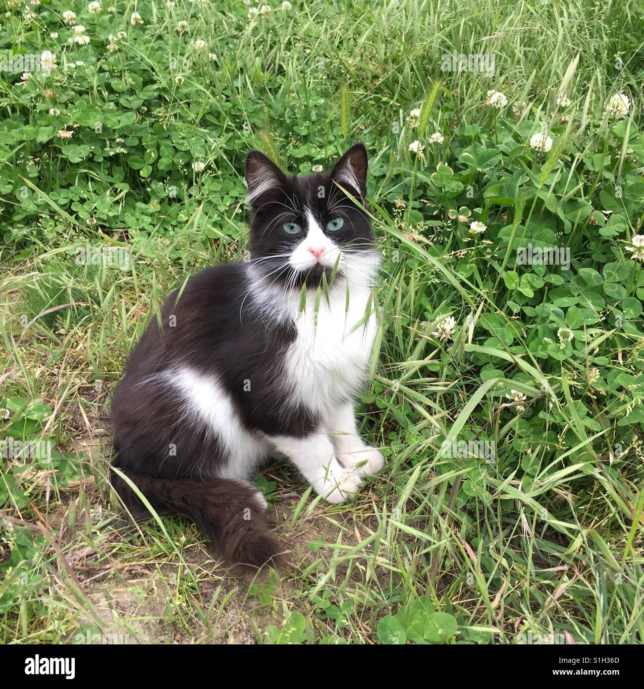 Cat on the grass - Smartphone Captured Stock Image