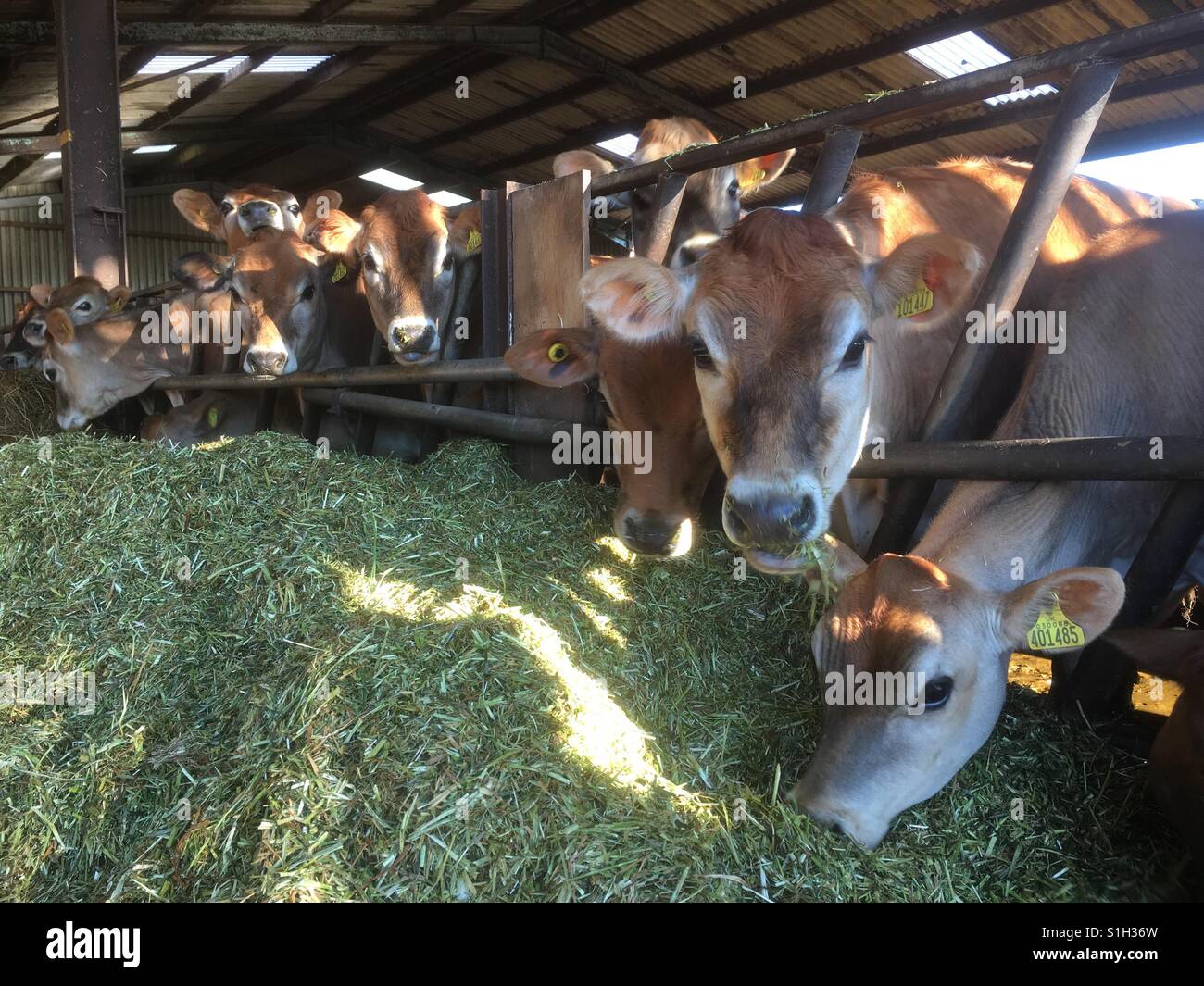 Jersey heifers eating freshly cut grass Stock Photo