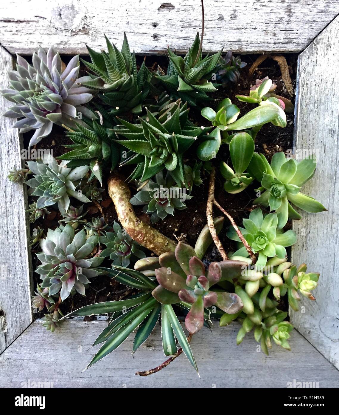 Cactus frame wall planter Stock Photo