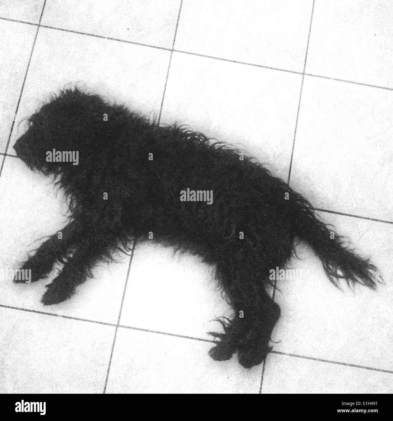 Dog resting on the floor on a hot summer day - Smartphone Captured Stock Image