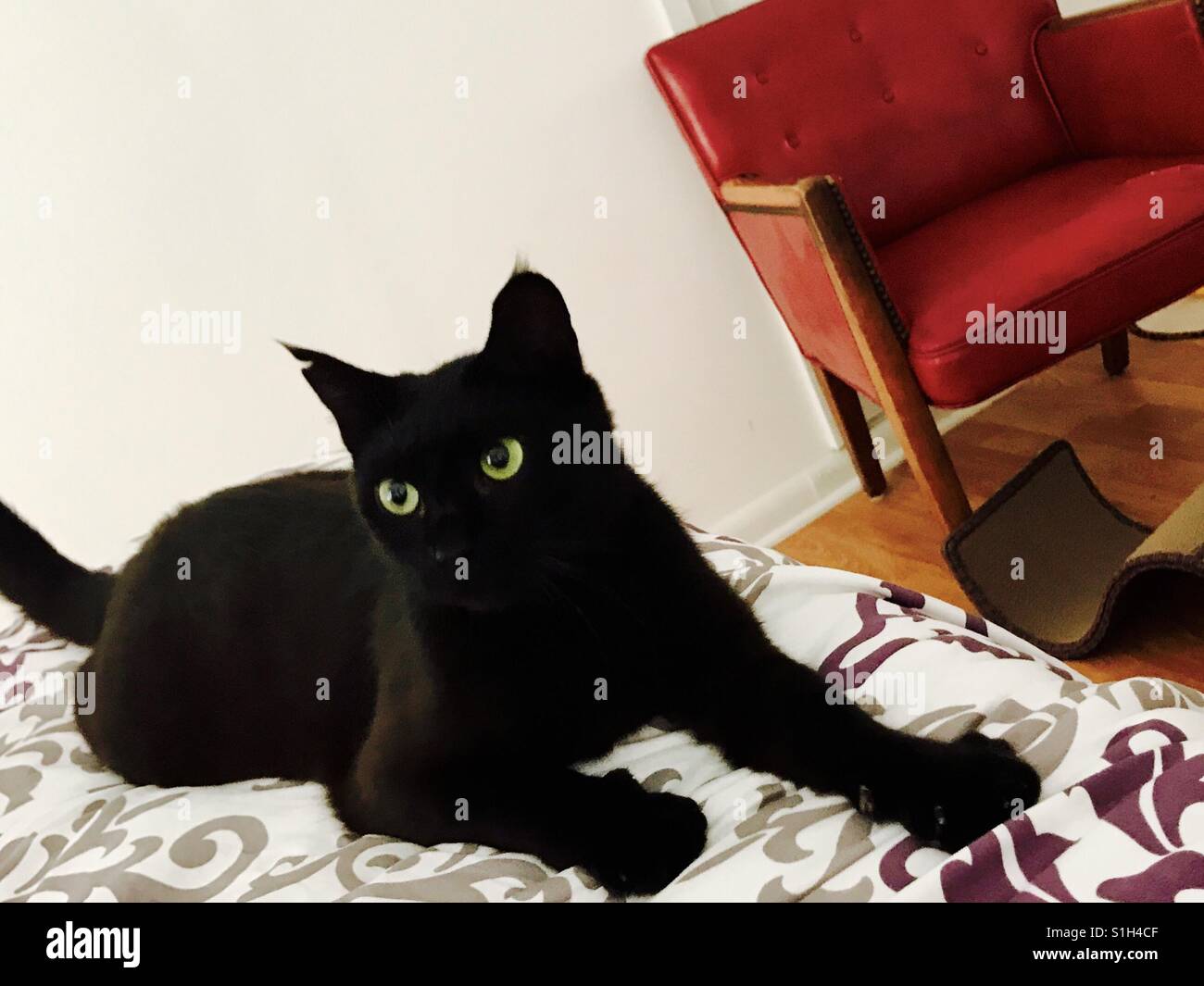 Jinx the cat hires stock photography and images Alamy