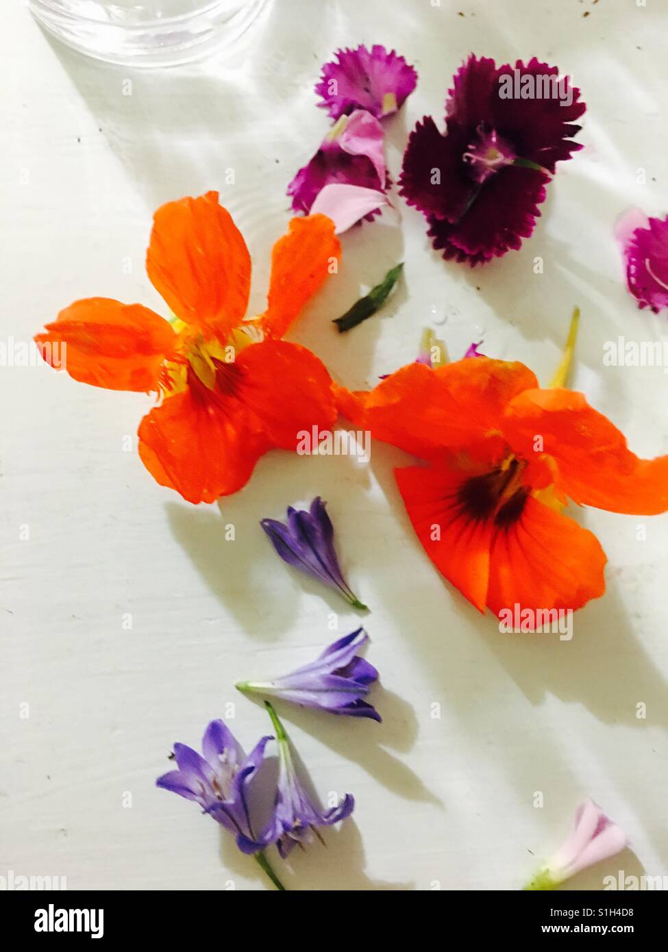 Nasturtium, carnation and little flowers - Smartphone Captured Stock Image