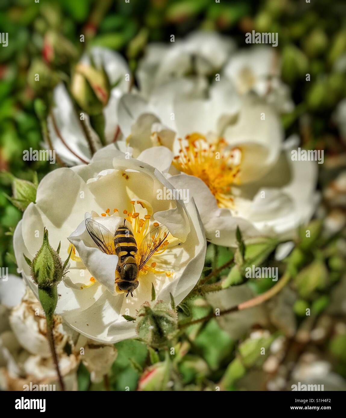 Solitary honey bee collecting pollen from a rose flower in sunshine - Smartphone Captured Stock Image
