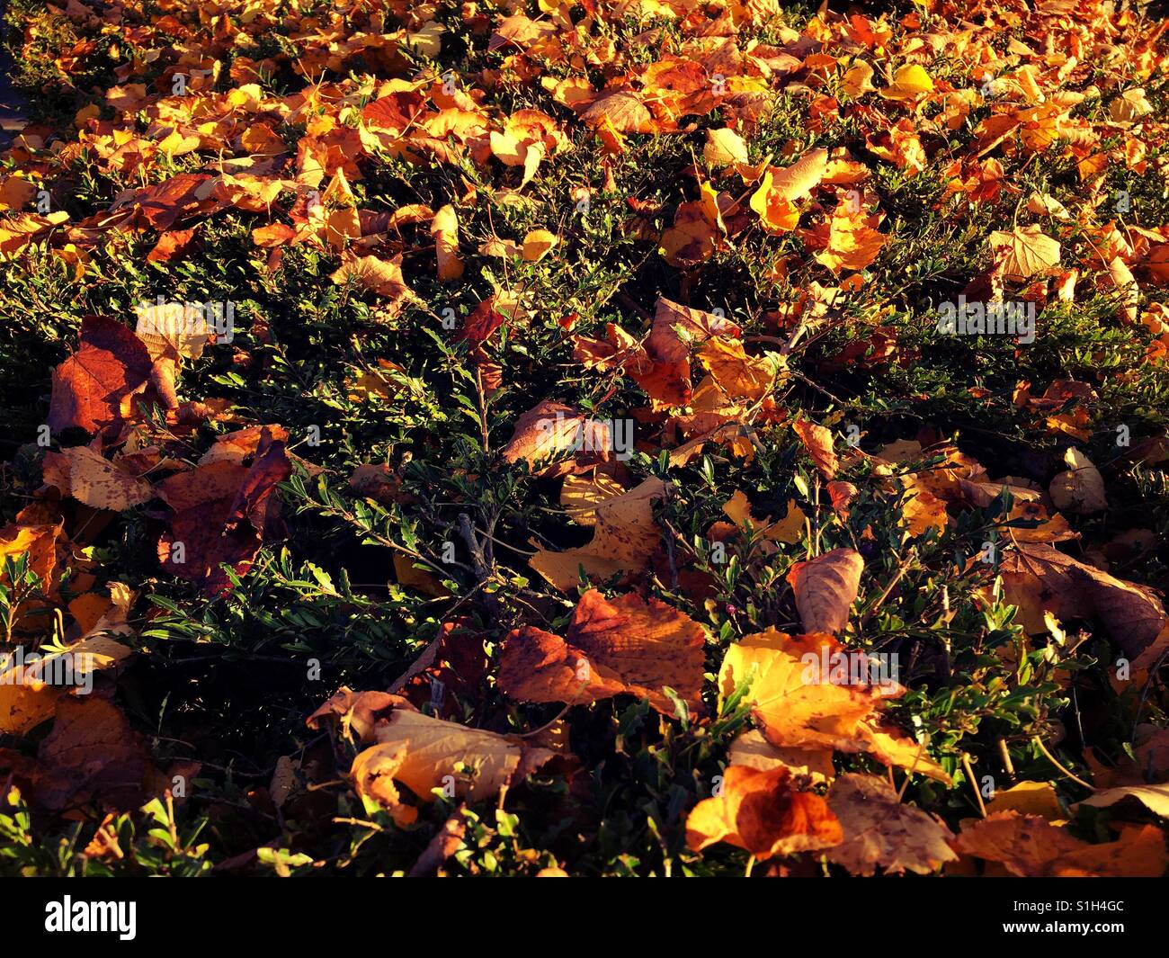 Autumn leaves on the grass - Smartphone Captured Stock Image