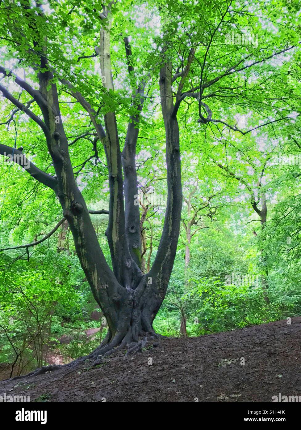 Tree with multi-trunks in the middle of a wood - Smartphone Captured Stock Image