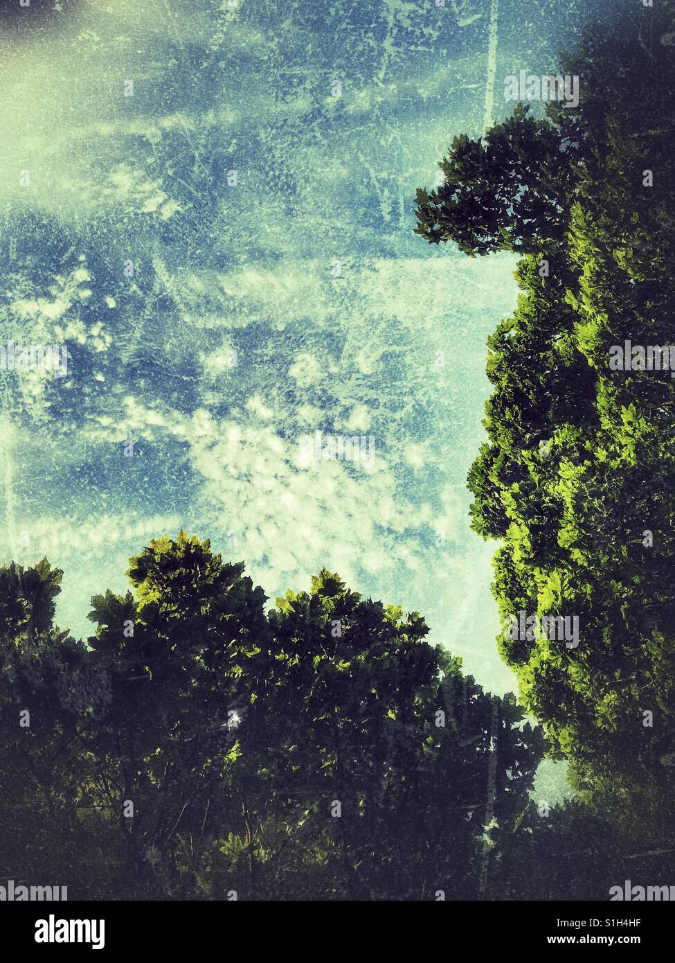 Clouds in the sky seen past the tops of trees - Smartphone Captured Stock Image