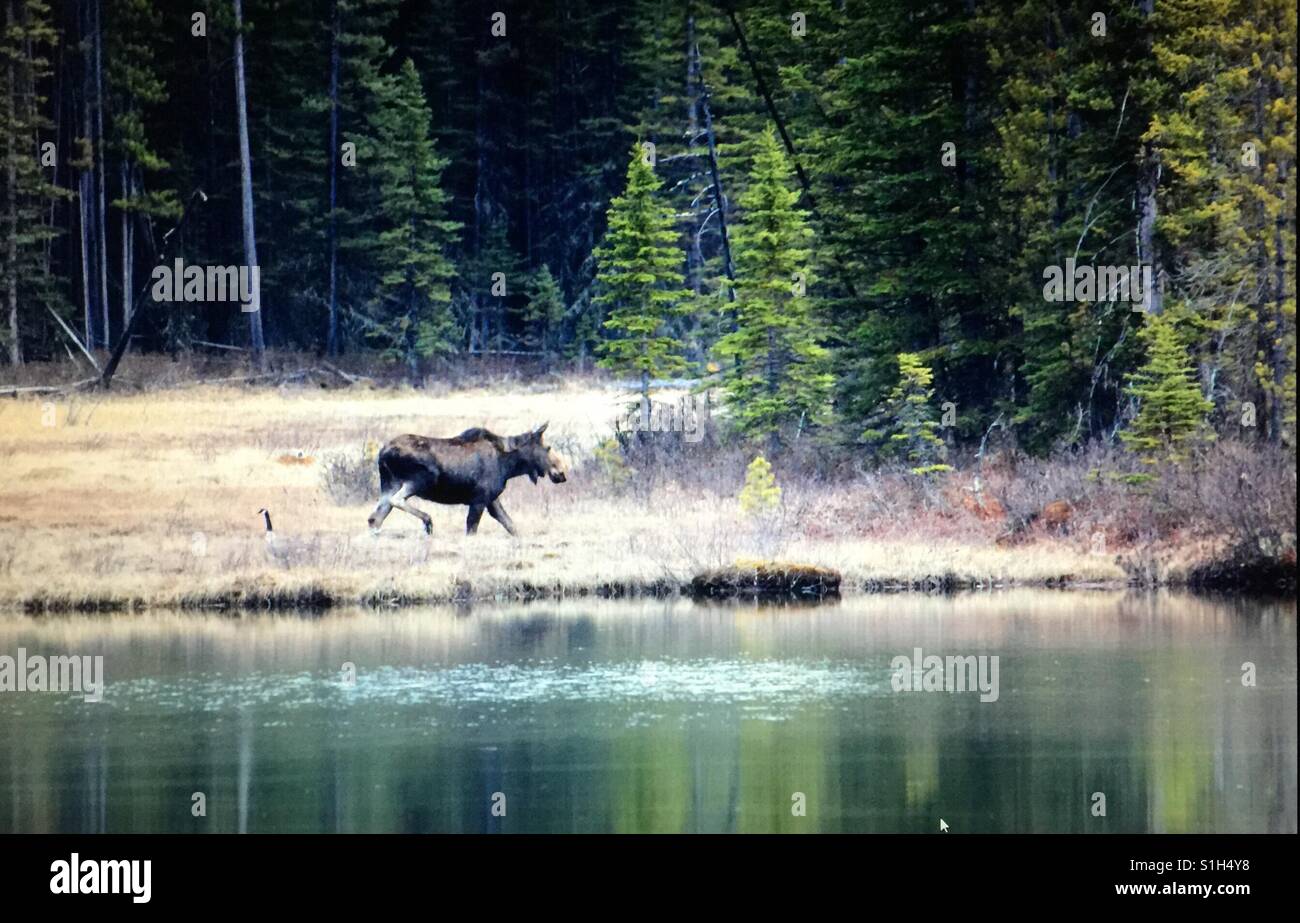 Wildlife in Kananaskis Country, Alberta, Canada Stock Photo Alamy