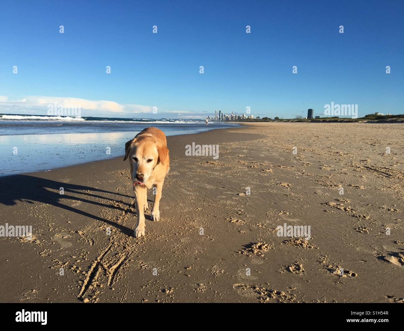 Labrador dog licking her lips on Gold Coast beach Queensland Australia