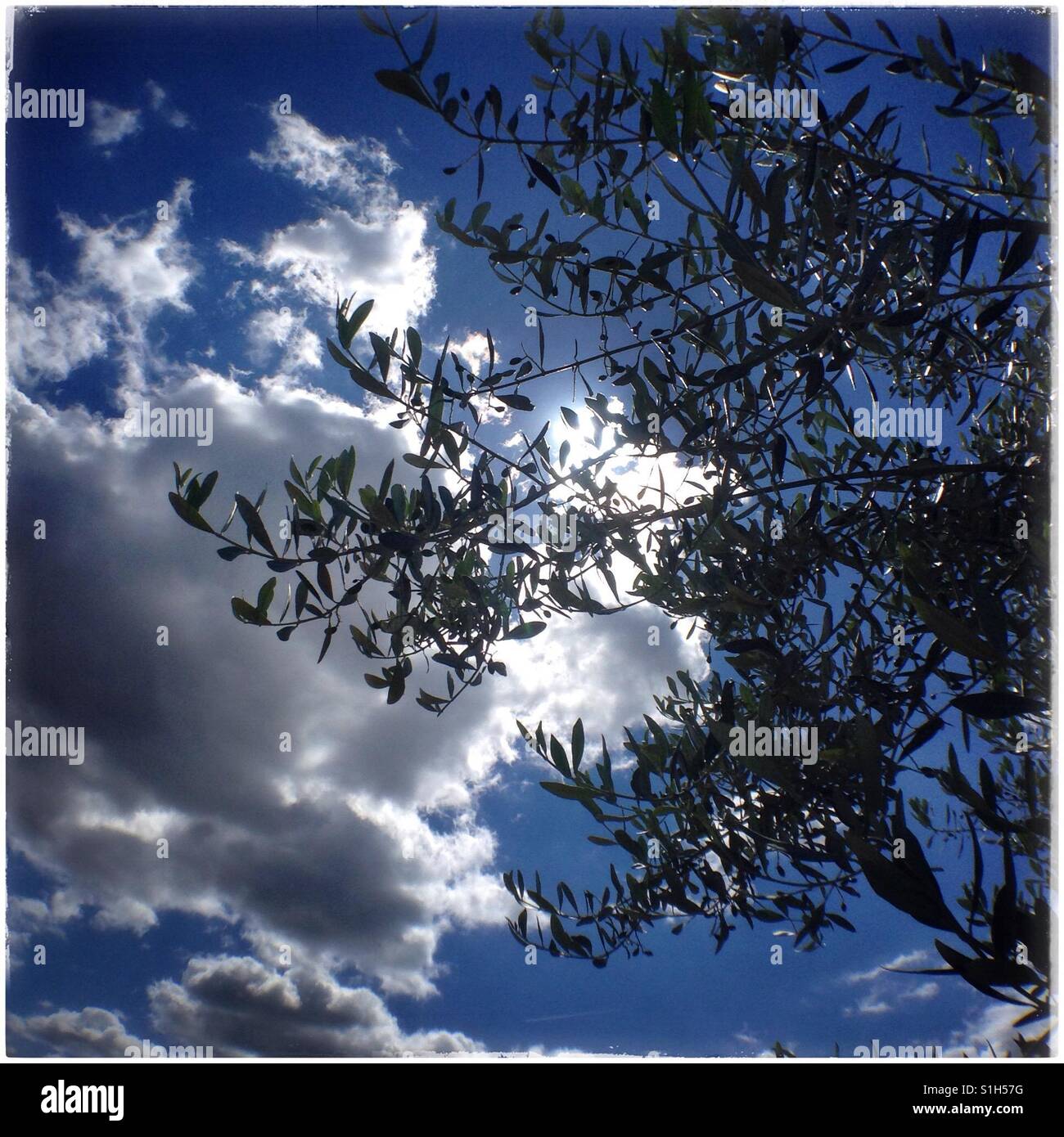 Baby Farga olives developing on the tree, Catalonia, Spain. - Smartphone Captured Stock Image