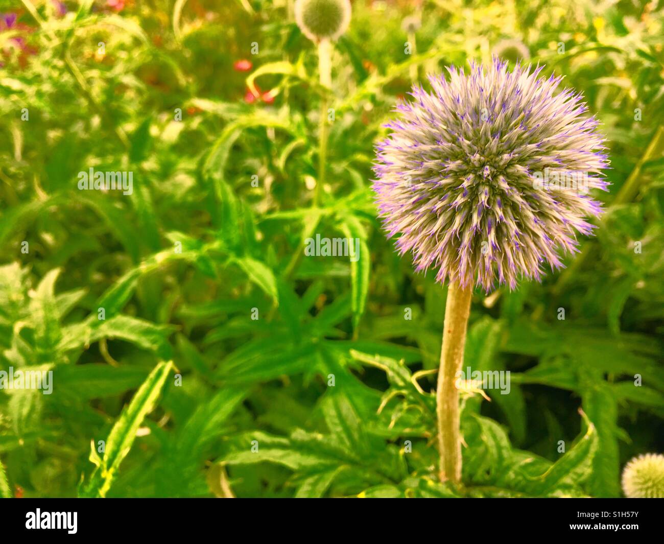 Globe flower against greenery - Smartphone Captured Stock Image