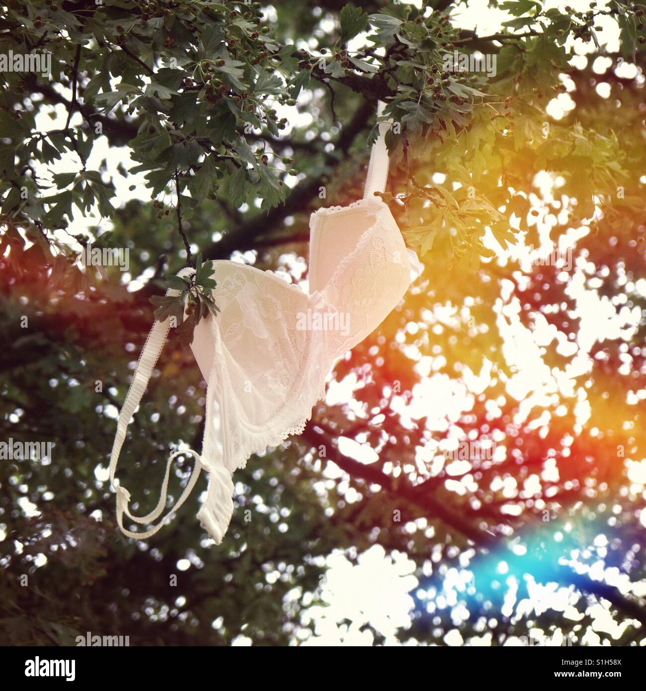 Bra in tree Stock Photo Alamy