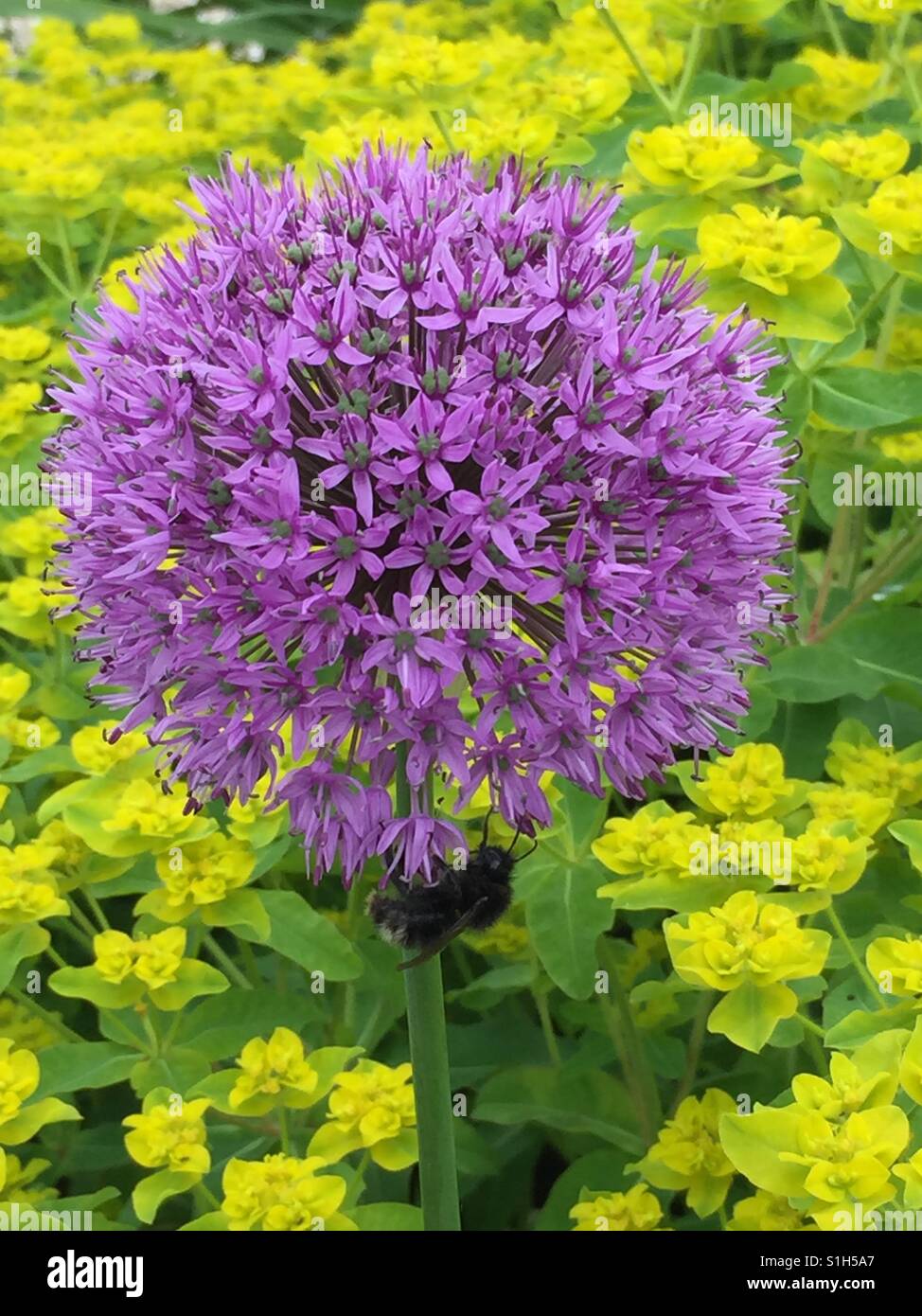 Beautiful purple flower Stock Photo Alamy