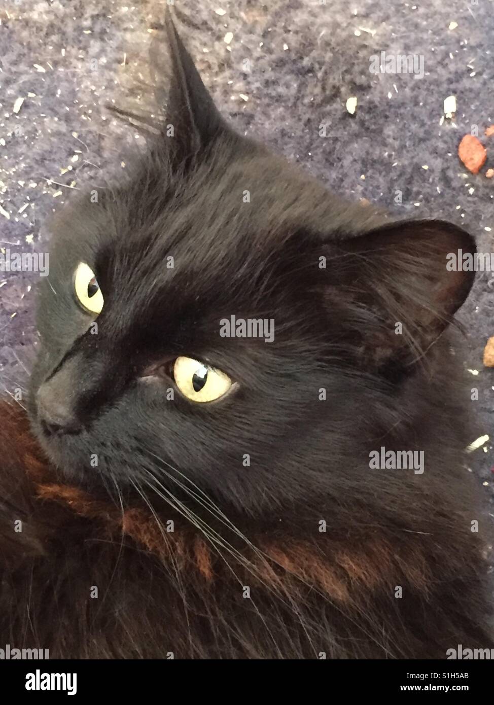 Long hair black cat hires stock photography and images Alamy