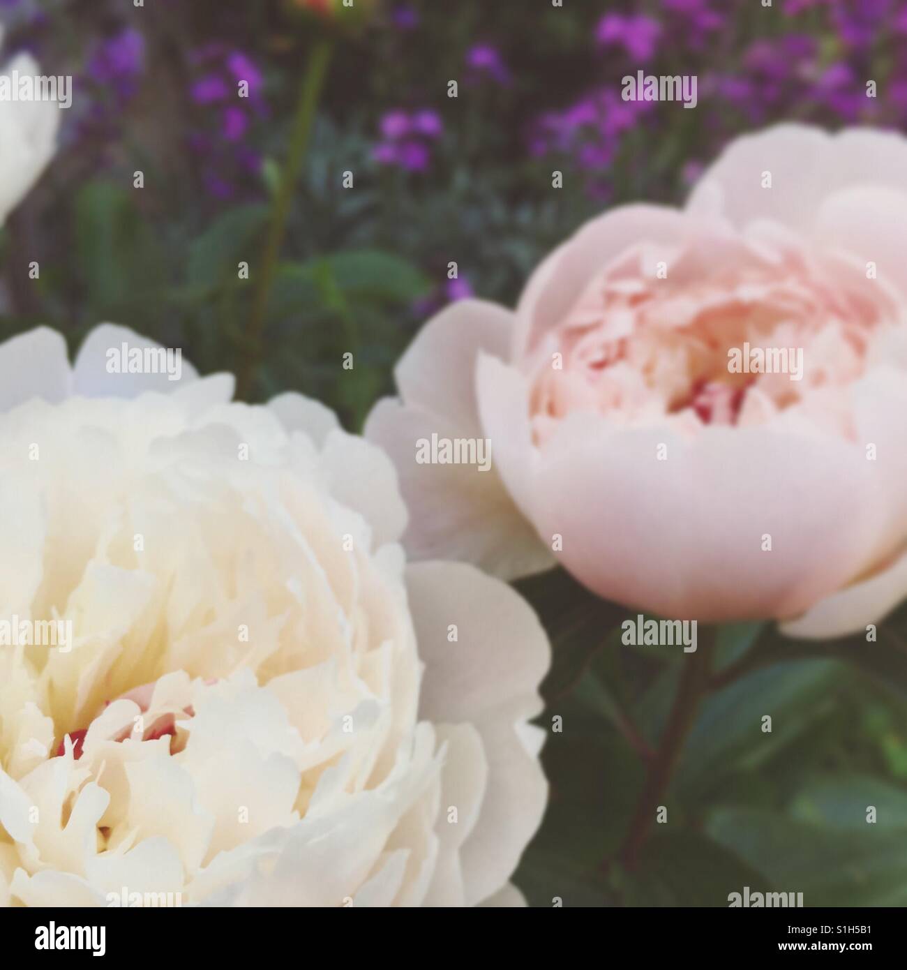 Pink peonies in the garden Stock Photo - Alamy