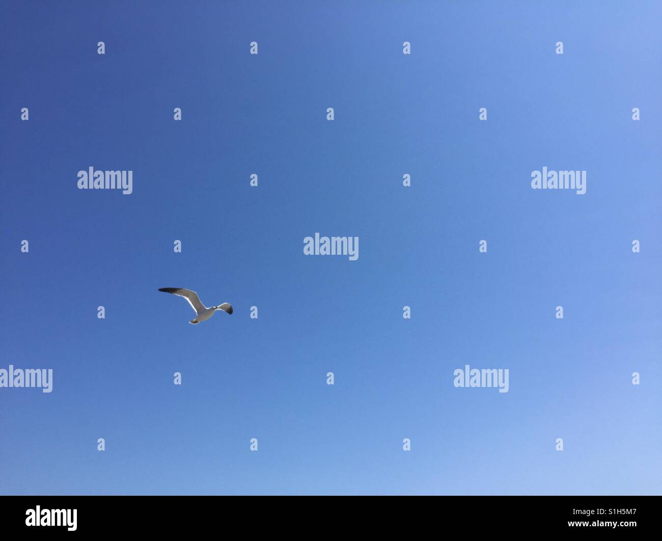 Sea gulls flying in the sky in Kanghwa island South Korea - Smartphone Captured Stock Image Sea gulls flying in the sky in Kanghwa island South Korea - Smartphone Captured Stock Image