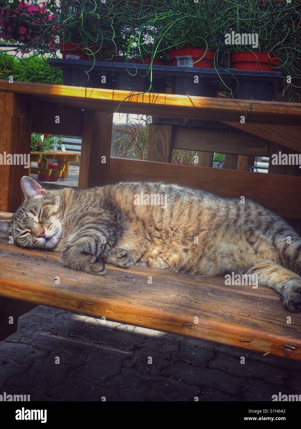 A tabby cat snoozes in the rays of the sun. The cat lives in a garden store and is lying on a shelf underneath merchandise. - Smartphone Captured Stock Image
