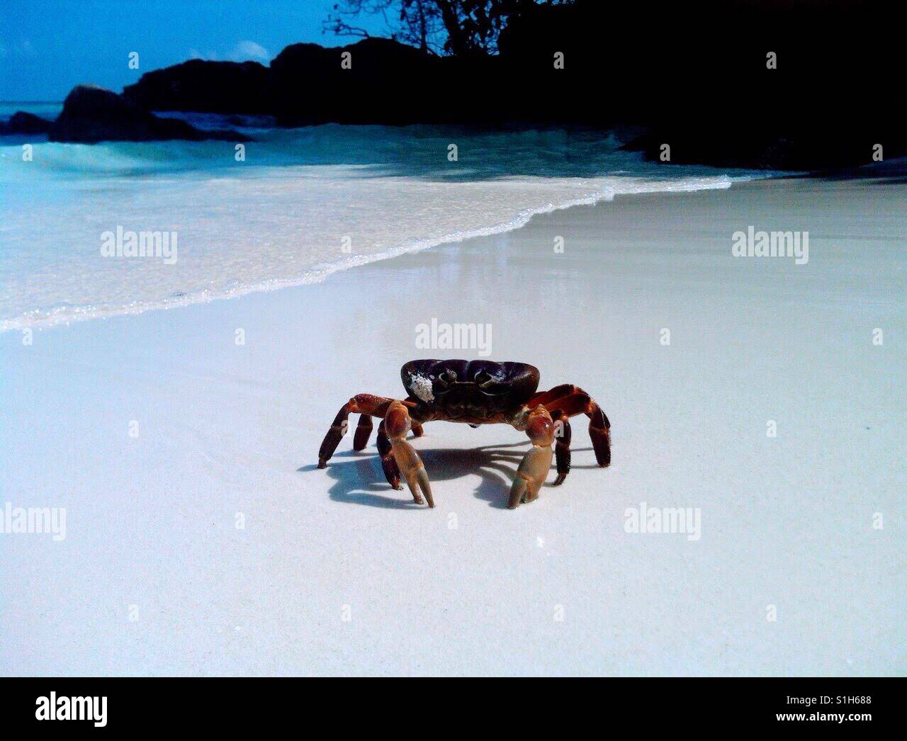 Large crab on the Koh Tachai Island beach...Similan Islands, Andaman Sea, off the coast of southwestern Thailand. Stock Photo