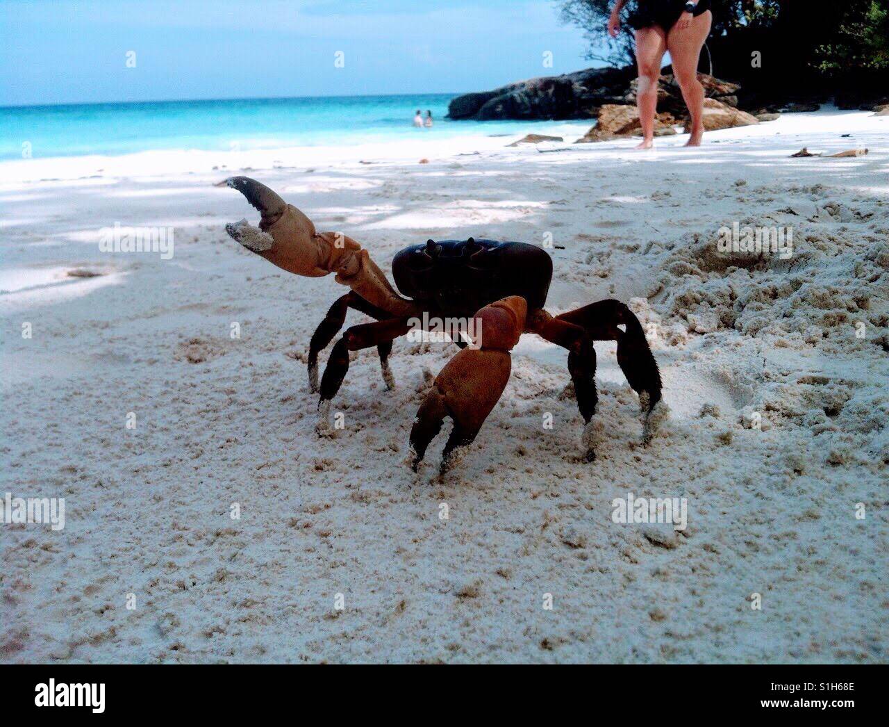 Large crab on Koh Tachai Island Beach...Similan Islands, Andaman Sea, off the coast of Thailand. Stock Photo