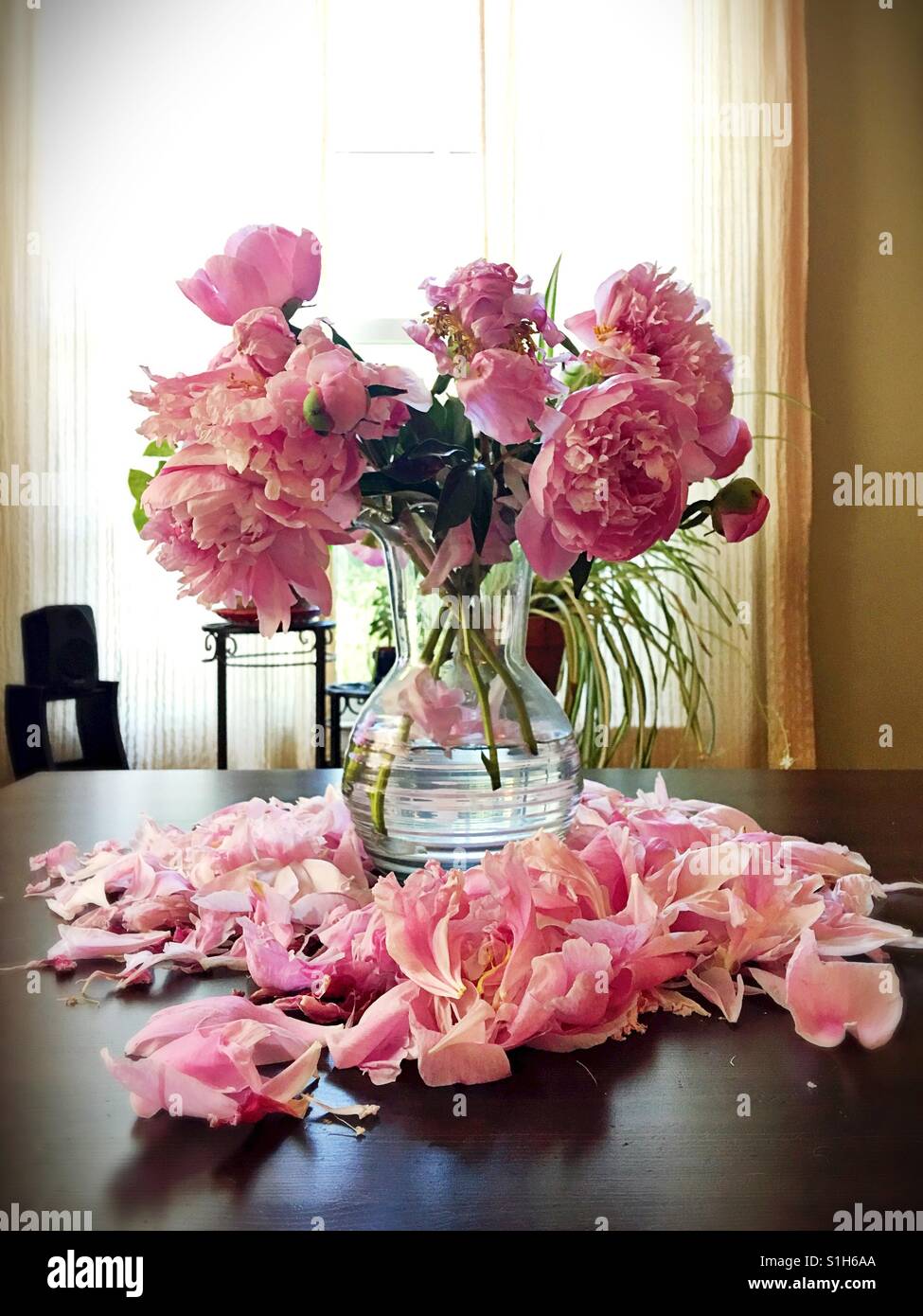 A dying bouquet of peonies in a vase Stock Photo Alamy