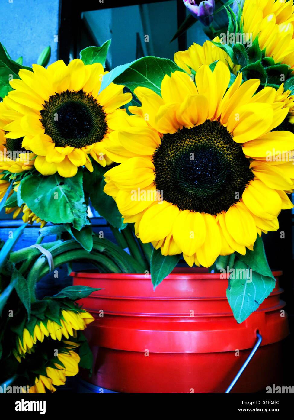 Five Careless Bright Golden Yellow Sunflowers in red and blue buckets, upright and floppy Stock Photo