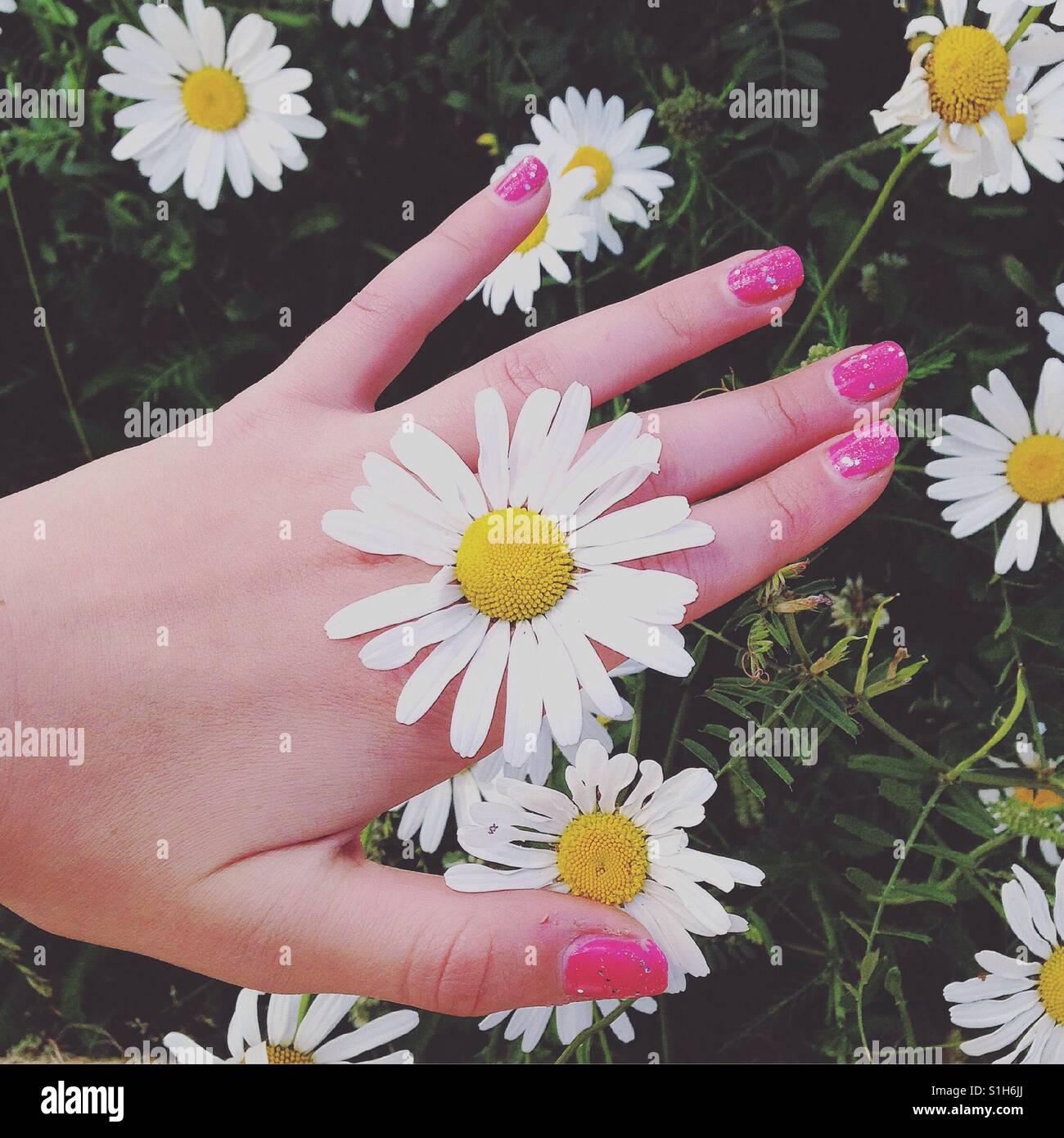 Giant pink daisies hires stock photography and images Alamy