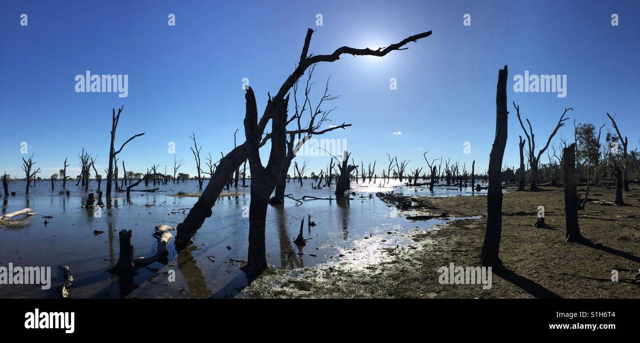Dead trees, water and reflections at "The Marsh" near Kerang, Victoria, Australia - Smartphone Captured Stock Image