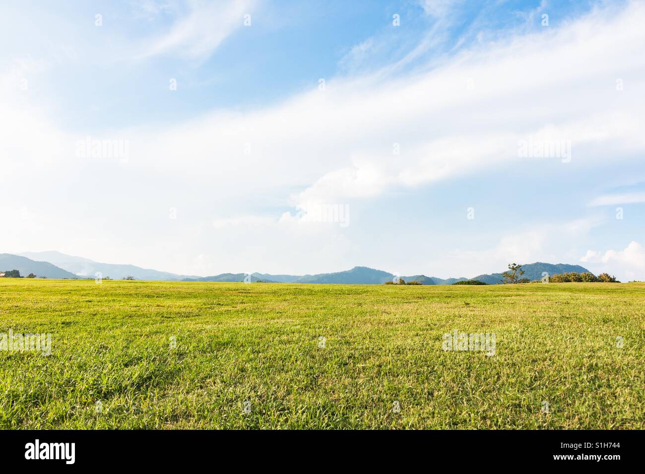 Green field and blue sky with white clouds Stock Photo