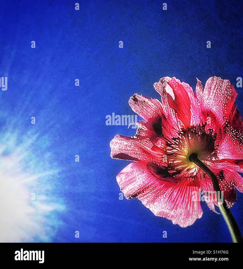 Sunlit poppy. - Smartphone Captured Stock Image