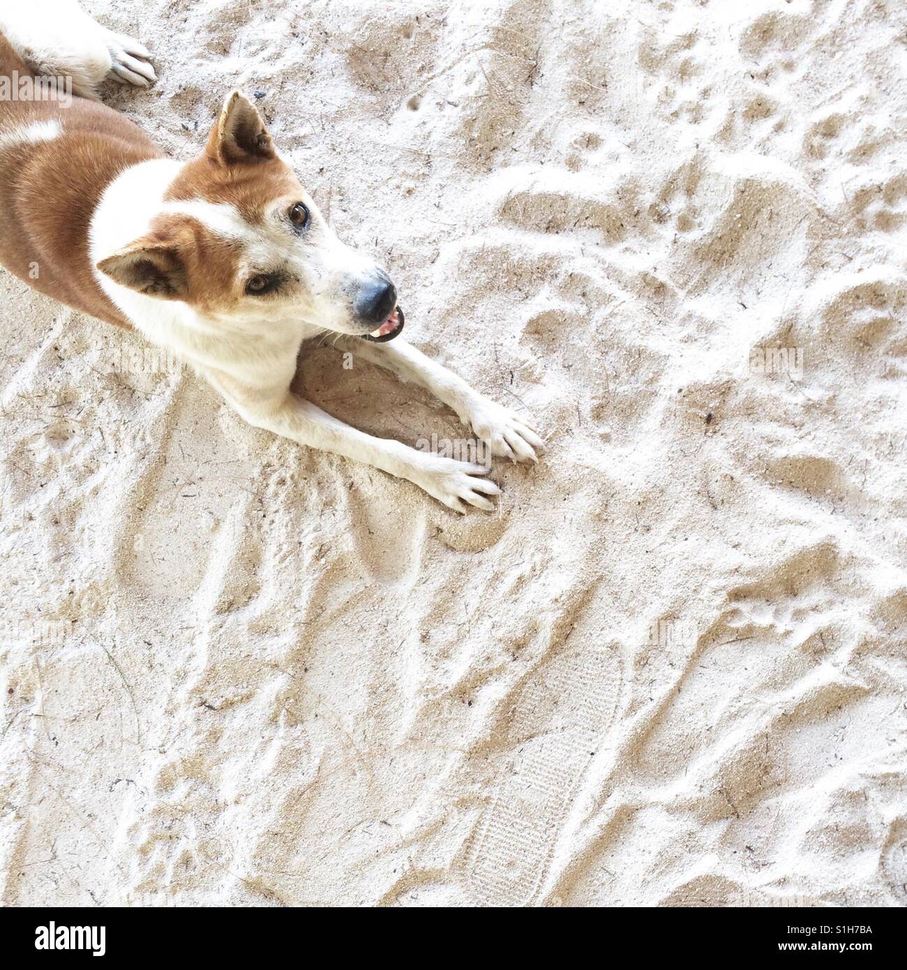 Dog with brown spots lying on sand. Stock Photo